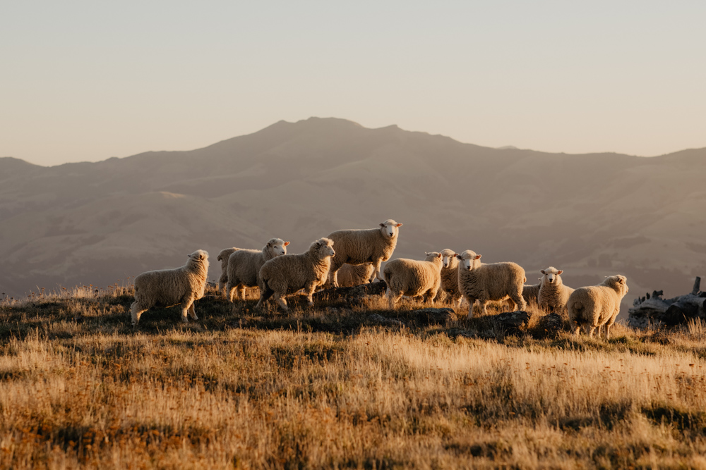 Merino wool farm